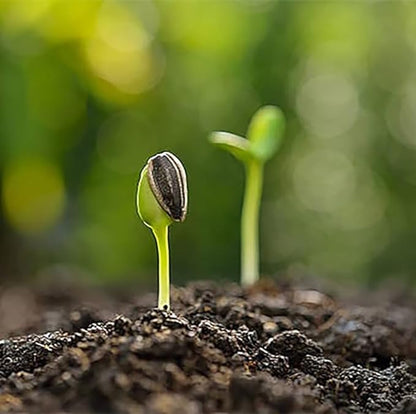 Dwarf Teddy Bear - Fluffy, Sunflower Seeds - 30 Seeds - Up to 3.5 Feet Tall