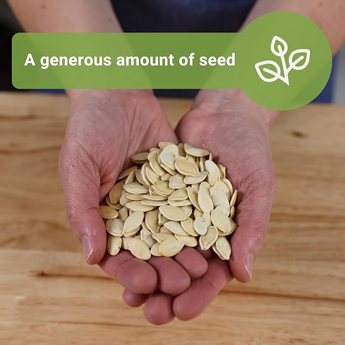 Sow Right Seeds - Bulk Connecticut Field Pumpkin Seeds for Planting - 1 Ounce, 140 Seeds - Non-GMO Heirloom Jack O’Lantern to Plant a Home Vegetable Garden - Grow Loads of Pumpkins