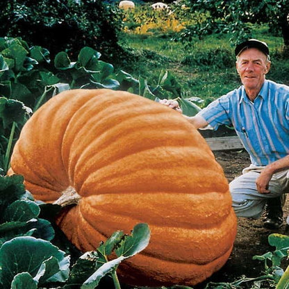 Park Seed Dill's Atlantic Giant Pumpkin Seeds – Non-GMO, World Record Giant Pumpkin Variety, Grows Up to 500 lbs or More, Heirloom for Competition or Display, Pack of 10