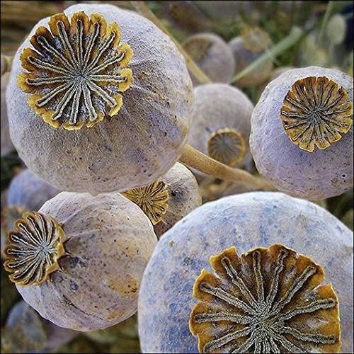 Exotic Strains of Poppy Seeds for Planting (200 Seeds Per Packet) - Easy to Grow (Giant Poppy)