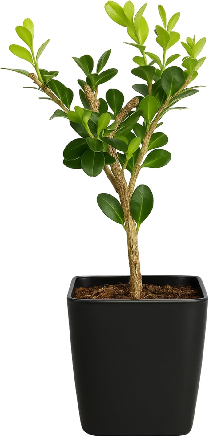 My Shelfie – Winter Gem Boxwood Bonsai Starter Tree (Buxus microphylla Japonica ‘Winter Gem’), 2-Inch Live Evergreen Shrub for Indoor or Outdoor Garden, Landscape, and Home Décor (1)
