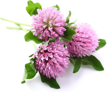 Todd's Seeds Red Clover Seeds, Non-GMO, Chemical Free, High Germination (One Pound)