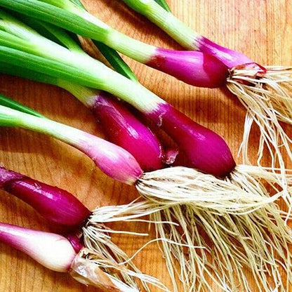 Seeds Red Welsh Bunching Onion - Heirloom Vegetable - GMO Free