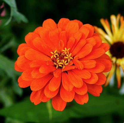 Zinnia Elegans Seeds Mix for Planting - 1000 Zinnia Elegans Seeds Flower Seeds for Outdoor Home Garden Flower Seeds Gardening Supplies