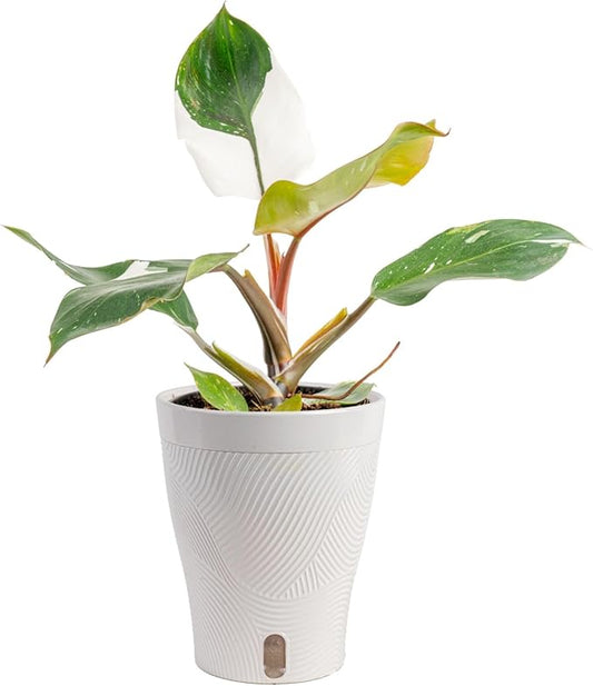 Costa Farms Philodendron White Knight, Rare Unique Live Indoor Plant in 6-Inch Self-Watering Houseplant Pot, Potting Soil, Trending Tropicals Collection, Room and Home Decor