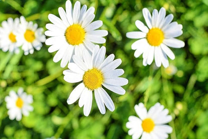 Shasta Daisy Plants for Growing – Classic White Blooms for Bright, Cheerful Gardens - Fresh Rootstock (5 Plants)