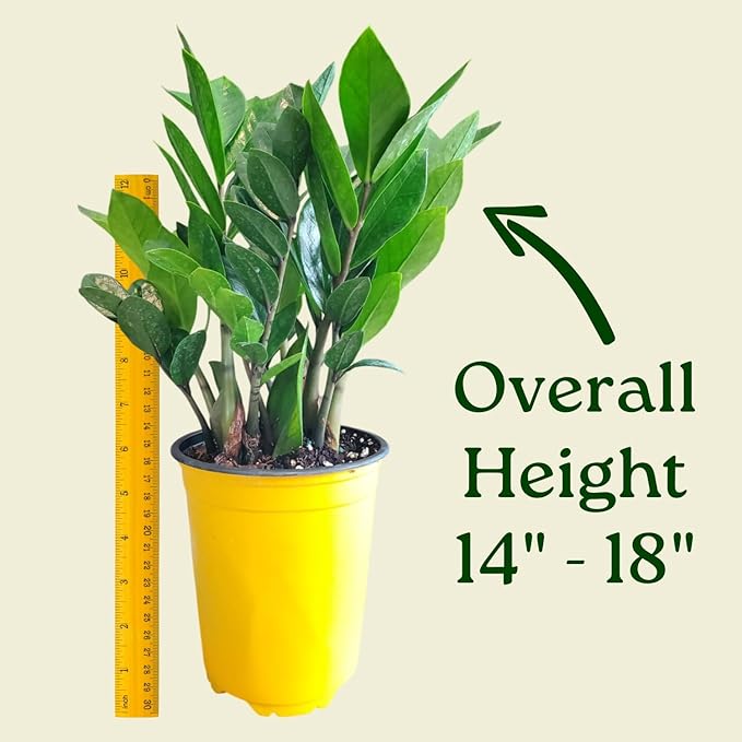 ZZ Plant Live Houseplant – Zamioculcas Zamiifolia in 6-Inch Nursery Pot – Easy Care Indoor Plant for Low Light – Air Purifying, Drought Tolerant – Overall Height 14" to 18"
