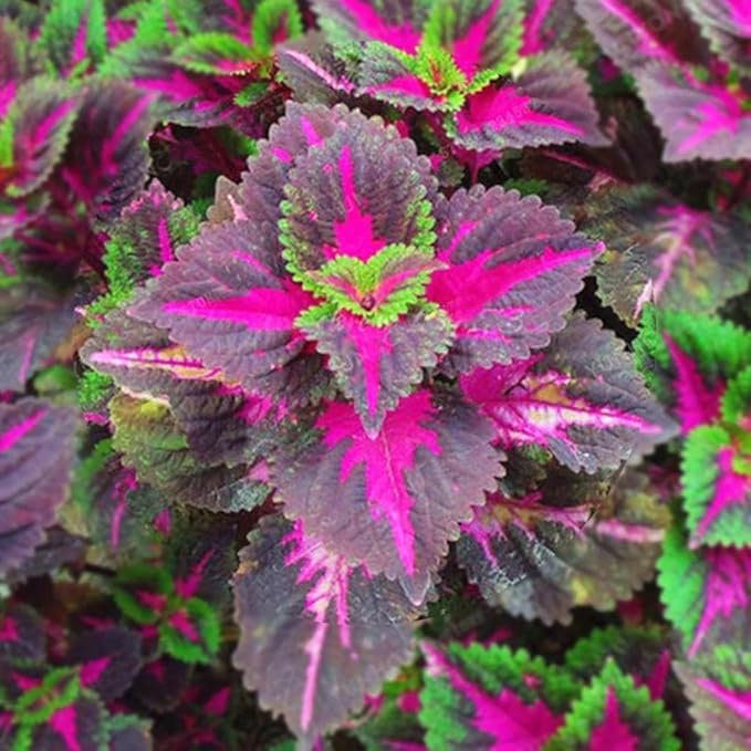 100pcs Rainbow Dragon Coleus Seeds for Planting, Vibrant Foliage, Easy to Grow, Perennial Shade Plant for Garden & Pots