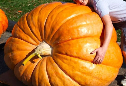 Seeds Pumpkin Big Max 10 Seeds Massive Pumpkin Giant Gourd