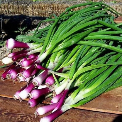 Seeds Red Welsh Bunching Onion Rare Heirloom Vegetable Non GMO