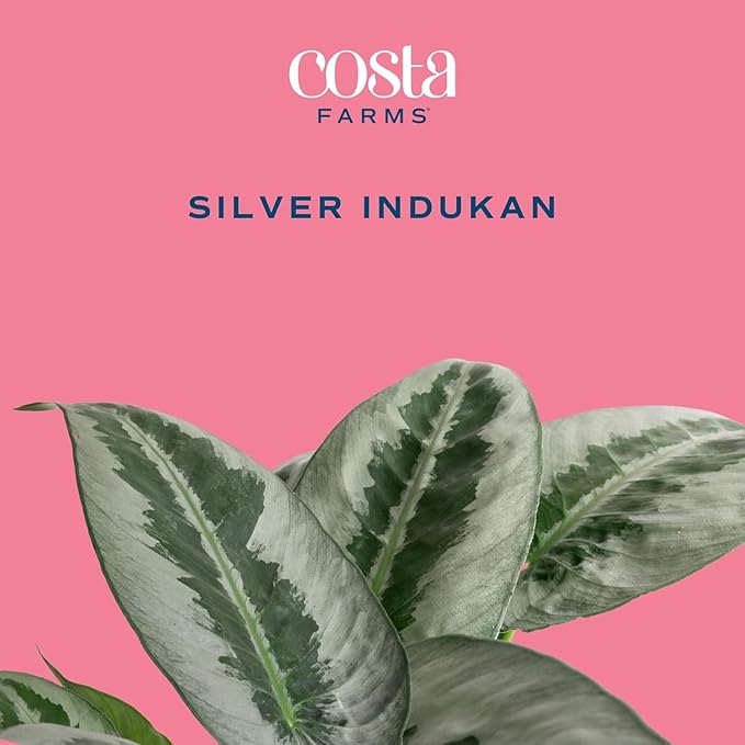 Costa Farms Silver Indukan Live Plant, Rare Unique Live Indoor Plant in 6-Inch Self-Watering Houseplant Pot, Potting Soil, Trending Tropicals Collection, Room and Home Decor