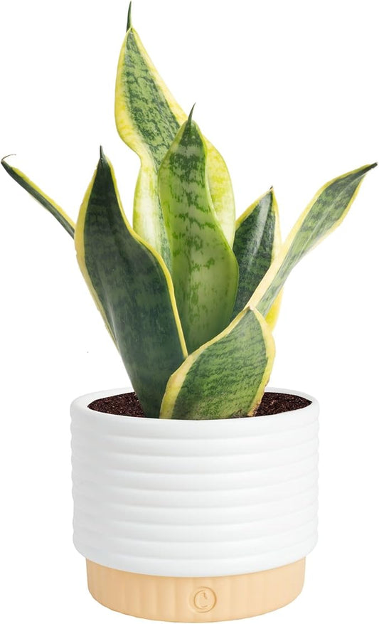 Costa Farms Snake Plant, Sansevieria Live Plant in Decorative Pot, Easy to Maintain, Air Purifying Succulent Indoor Houseplant, Assorted Variety, Home, Room, or Office Décor, 8-12 Inches Tall