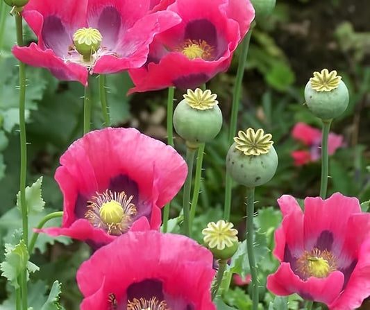 Exotic Strains of Poppy Seeds for Planting (200 Seeds Per Packet) - Easy to Grow, Ships Fron Iowa, USA (Pepperbox Poppy)