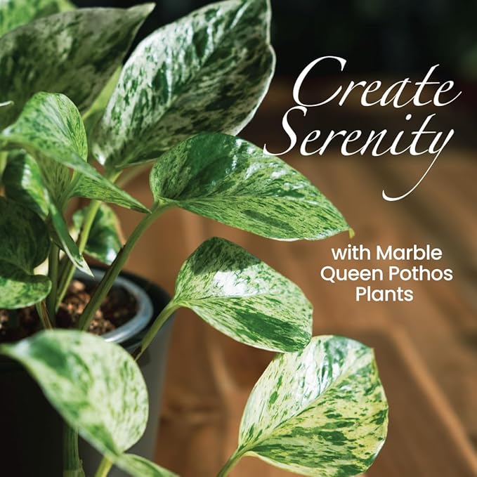 American Plant Exchange Marble Queen Pothos – Live 8-Inch Hanging Basket, Easy-Care Air Purifying Trailing Vine, Fast-Growing Houseplant for Hanging Planters, Shelves & Indoor Home or Office Décor