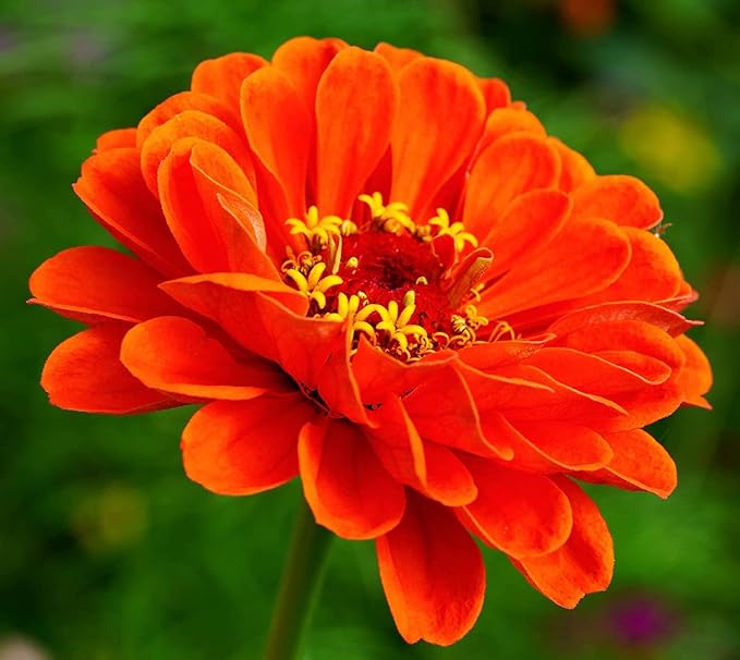 Zinnia Elegans Seeds Mix for Planting - 1000 Zinnia Elegans Seeds Flower Seeds for Outdoor Home Garden Flower Seeds Gardening Supplies
