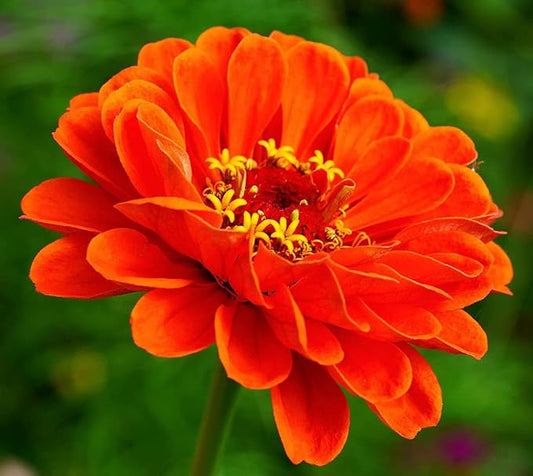 Zinnia Elegans Seeds Mix for Planting - 1000 Zinnia Elegans Seeds Flower Seeds for Outdoor Home Garden Flower Seeds Gardening Supplies