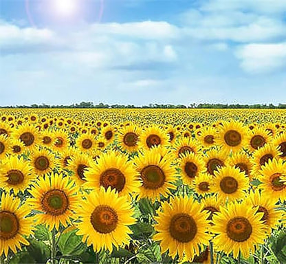 Dwarf Teddy Bear - Fluffy, Sunflower Seeds - 30 Seeds - Up to 3.5 Feet Tall