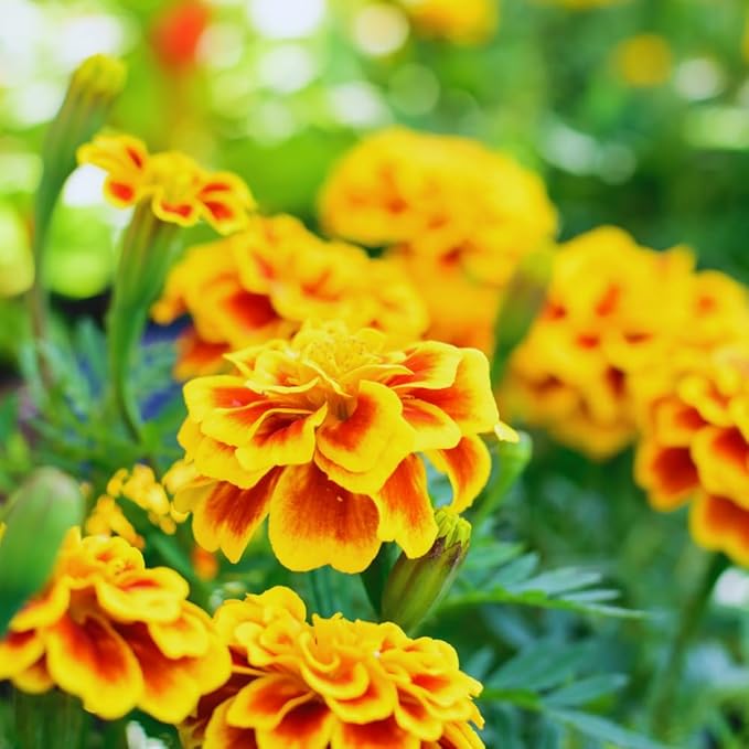 2 Mix Marigold Plants Live, Starter Plants, Marigold Flowers Live Plants, No Potted