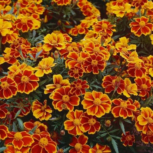 4 Mix Marigold Plants Live Marigold Flowers Live Plants, Between 4 and 8 Inches Long Starter Plant, Outdoor or Indoor