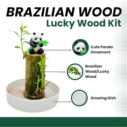 Brazilian Willow Wood Plant - Mini Brazil Lucky Wood Kit - Tray, Lucky Tree, Panda - Swelling Stage - About to Sprout, Brazilian Tree Housewarming - Office Desk Decor - Office Gift Exchange