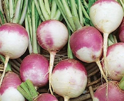 Purple Top White Globe Turnip Seeds, 1 Pound Pack by Seeds2Go
