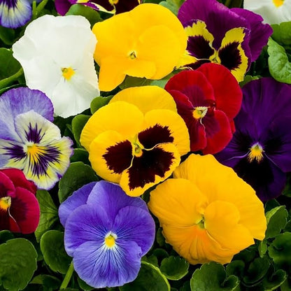 Seeds Viola Swiss Mix - Perennial Flowers for Planting - GMO Free