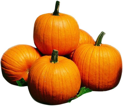 Park Seed Howden Pumpkin Seeds – Non-GMO, Classic Deep Orange Pumpkins for Carving & Display, High-Yielding Plants, 20–30 lb Fruits, Ribbed Halloween Favorite, Pack of 25