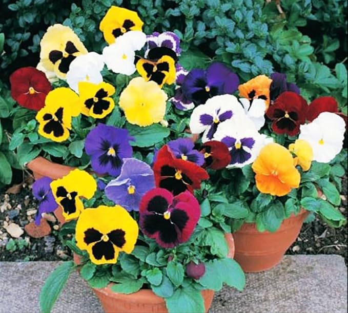 Seeds Viola Swiss Mix - Perennial Flowers for Planting - GMO Free