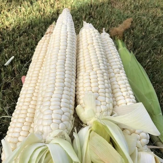 30pcs White Corn Seeds - Heirloom, Sweet Corn - The King of All White Varieties, Tall Stalks, Creamy Kernels - Non-GMO, Open-Pollinated