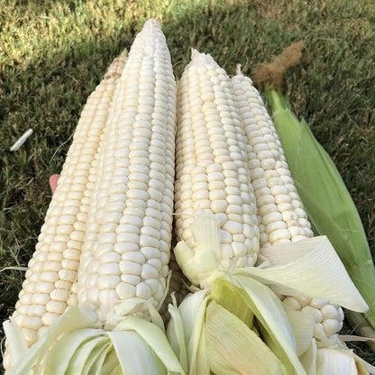 30pcs White Corn Seeds - Heirloom, Sweet Corn - The King of All White Varieties, Tall Stalks, Creamy Kernels - Non-GMO, Open-Pollinated