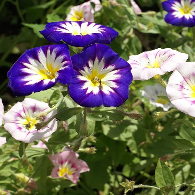 Outsidepride Ensign Mix Morning Glory Seeds - 1000 Pcs. Annual, Dwarf Mounding Flower Seeds for Planting Trumpet-Shaped Tricolored Blooms, Ideal for Garden Boxes, Beds & Containers