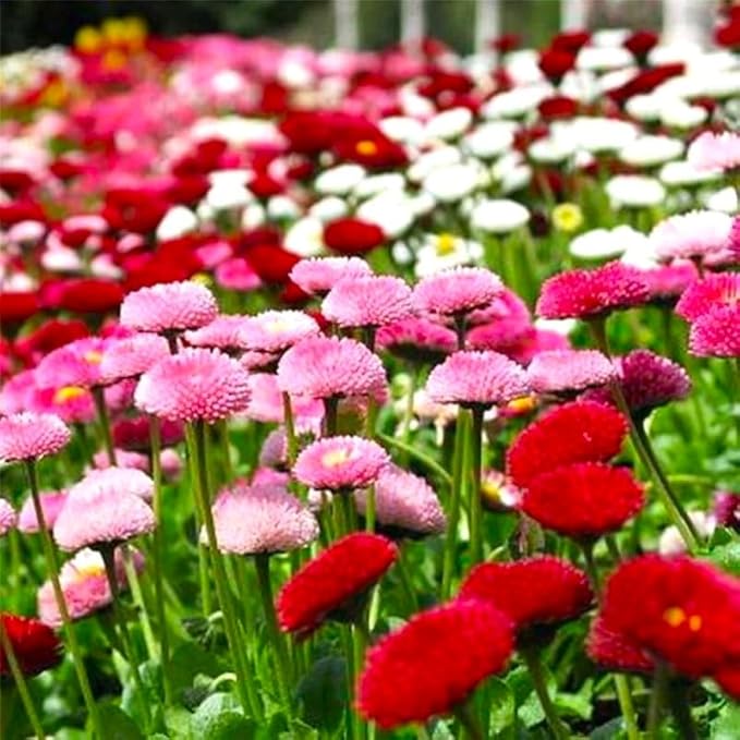 English Daisy Pompon Seed Mix 400+ Seeds for Planting Non-GMO