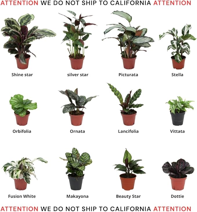 CoollectivePlants Calathea Assorted - Live Calathea Plant in 4″ Grower’s Pot, Easy Indoor House Plants, Pet Friendly Plants Indoor, Low Maintenance Houseplant (6 Pack)