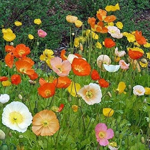 Exotic Strains of Poppy Seeds for Planting (200 Seeds Per Packet) - Easy to Grow, Ships Fron Iowa, USA (Iceland Poppy)