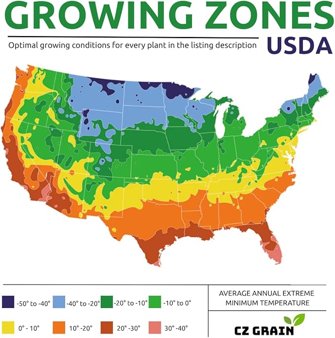 Morning Glory (Kikyo-Zaki Mix) Climbing Vine Seeds – 100 Premium Seeds for Planting – Fast-Growing, Colorful Mix of Purple, Blue, and Pink Blooms – Ideal for Fences, Trellises, and Garden Décor