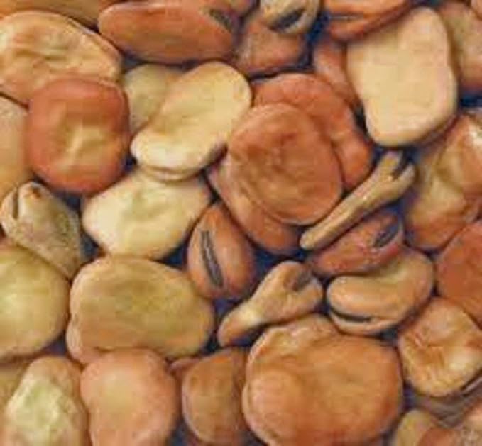 Windsor Broad Bean Seeds (a.k.a Fava Bean Seeds) Non-GMO, Approx. 75 Seeds per Package, Large Meaty Bean That's Great for soups and stews.
