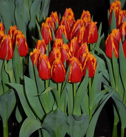 15PCS Rainbow Tulip Bulbs Fringed Mixture Tulips Flower Bulbs Fall Planting for Spring Blooms (15bulbs)