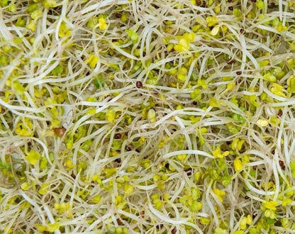 Food to Live Broccoli Seeds for Sprouting, 8 Pounds – Vegan, Kosher, Sirtfood, Bulk. Rich in Sulforaphane, Vitamin C, Vitamin A. Great for Growing Sprouts, Microgreens. High Germination Rate