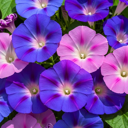200 pcs Morning Glory Seeds for Planting Non-GMO Flower Seeds for Home Garden Decor Easy to Grow
