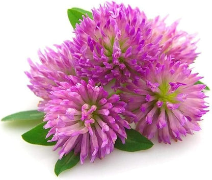 Todd's Seeds Red Clover Seeds, Non-GMO, Chemical Free, High Germination (1/4 Pound)
