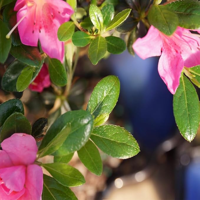 Brussel's Bonsai Live Satsuki Azalea Bonsai, Outdoor, Live Flowering Bonsai Tree - Small, 5 Years Old, 5 to 8 inches Tall - Grower Bonsai Pot