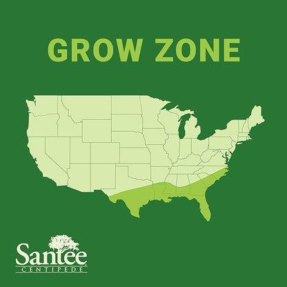 Lawnifi Santee Centipede Grass Seeds for Lawn, 2 lbs Covers 4,000 Sq Ft