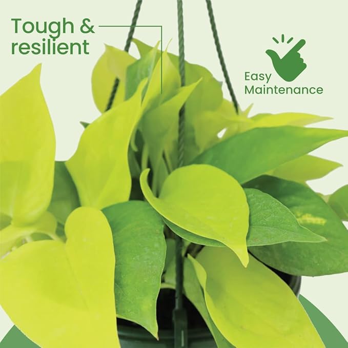 American Plant Exchange Neon Pothos – Live 8-Inch Hanging Basket, Bright Green Trailing Vine, Easy-Care Air Purifying Houseplant for Hanging Planters, Shelves & Indoor Home or Office Décor