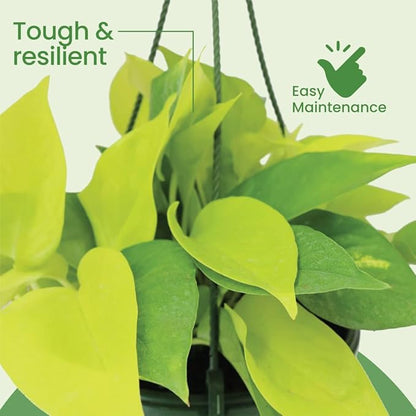 American Plant Exchange Neon Pothos – Live 8-Inch Hanging Basket, Bright Green Trailing Vine, Easy-Care Air Purifying Houseplant for Hanging Planters, Shelves & Indoor Home or Office Décor