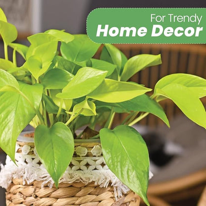 American Plant Exchange Neon Pothos – Live 8-Inch Hanging Basket, Bright Green Trailing Vine, Easy-Care Air Purifying Houseplant for Hanging Planters, Shelves & Indoor Home or Office Décor