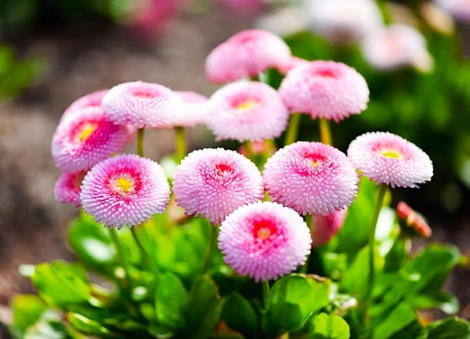 English Daisy Pompon Seed Mix 400+ Seeds for Planting Non-GMO