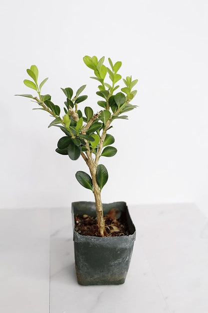 My Shelfie – Winter Gem Boxwood Bonsai Starter Tree (Buxus microphylla Japonica ‘Winter Gem’), 2-Inch Live Evergreen Shrub for Indoor or Outdoor Garden, Landscape, and Home Décor (5)