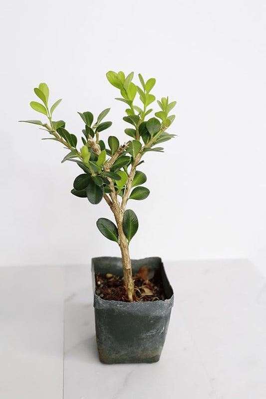 My Shelfie – Winter Gem Boxwood Bonsai Starter Tree (Buxus microphylla Japonica ‘Winter Gem’), 2-Inch Live Evergreen Shrub for Indoor or Outdoor Garden, Landscape, and Home Décor (3)