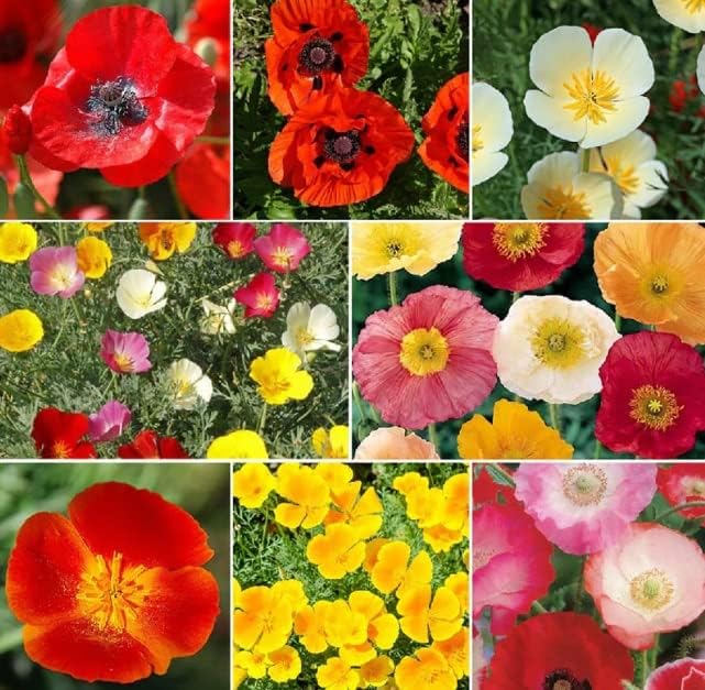Exotic Strains of Poppy Seeds for Planting (200 Seeds Per Packet) - Easy to Grow (Poppy Power Mix)