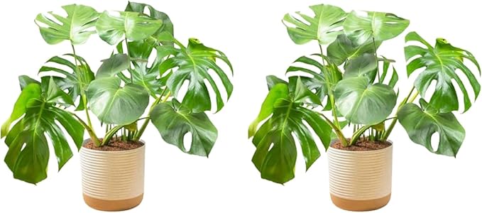 Costa Farms Monstera Plant (2-Pack), Live Indoor Set of Plants Houseplants in Indoors Garden Planter Pots, Housewarming, Air-Purifying Decoration for Home, Office, and Room Decor, 2-3 Feet Tall